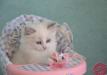 chaton ragdoll blue bicolour - 7 semaines - Chatterie Ragdolls du Val de Beauvoir