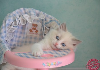 chaton ragdoll mle blue bicollour - 7 semaines - Chatterie Ragdolls du Val de Beauvoir