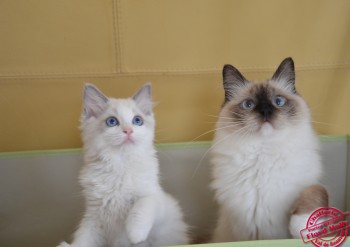 Holly et son chaton Inaya - Chatterie Ragdolls du Val de Beauvoir