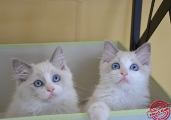 Iankee et Inaya - ragdoll - 11 semaines - Chatterie Ragdolls du Val de Beauvoir