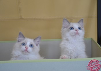 Iankee et Inaya - ragdoll - 11 semaines - Chatterie Ragdolls du Val de Beauvoir