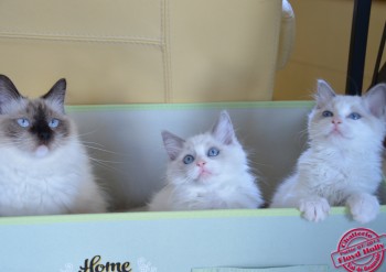 Holly et ses chatons : Inaya et Iankee - Chatterie Ragdolls du Val de Beauvoir