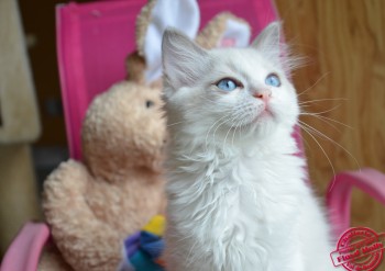 Inaya - femelle ragdoll blue bicolour - 10 semaines - Chatterie Ragdolls du Val de Beauvoir