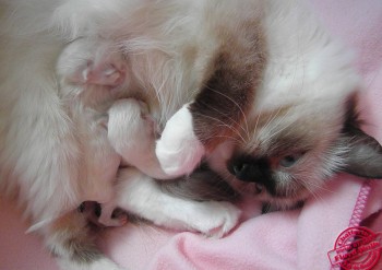 Holly et ses chatons - 2 jours - Chatterie Ragdolls du Val de Beauvoir