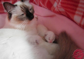 Holly et ses chatons  - Chatterie Ragdolls du Val de Beauvoir