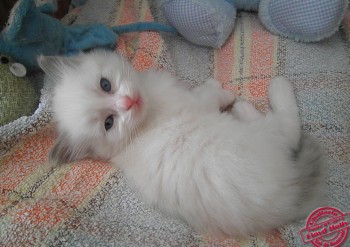 chaton ragdoll blue bicolour - 4 semaines - Chatterie Ragdolls du Val de Beauvoir