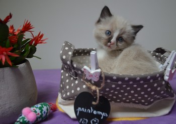 chaton mâle seal-mitted 