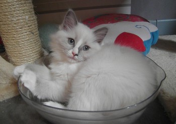 femelle blue-mitted 